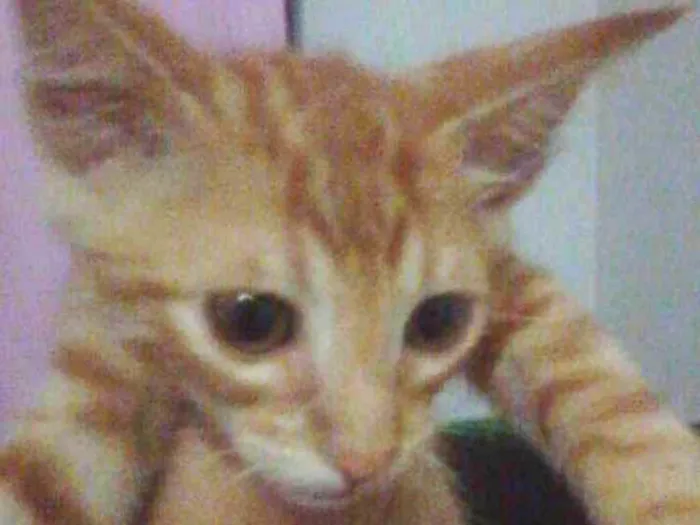 Gato ra a Viralata idade 2 a 6 meses nome Luna