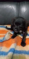 Cachorro raça vira lata  idade Abaixo de 2 meses nome Thor