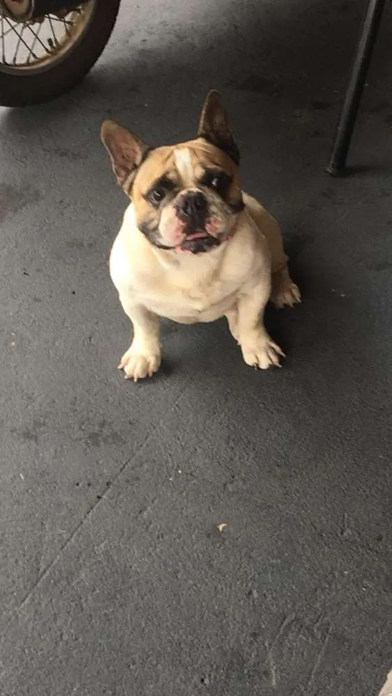 Cachorro ra a Bulldog francês idade  nome Pingo