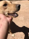 Bela