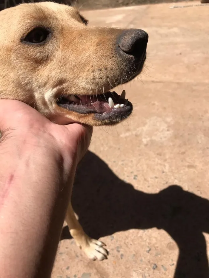 Cachorro ra a Vira Lata idade 7 a 11 meses nome Bela