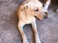 Bela