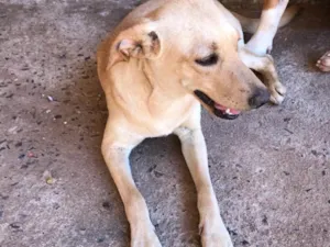 Cachorro raça Vira Lata idade 7 a 11 meses nome Bela