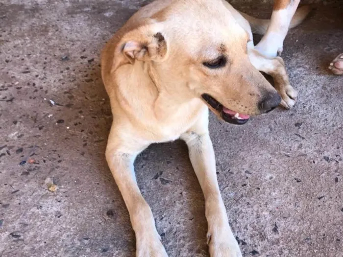 Cachorro ra a Vira Lata idade 7 a 11 meses nome Bela