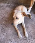 Bela