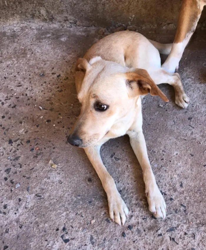 Cachorro ra a Vira Lata idade 7 a 11 meses nome Bela