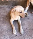 Bela