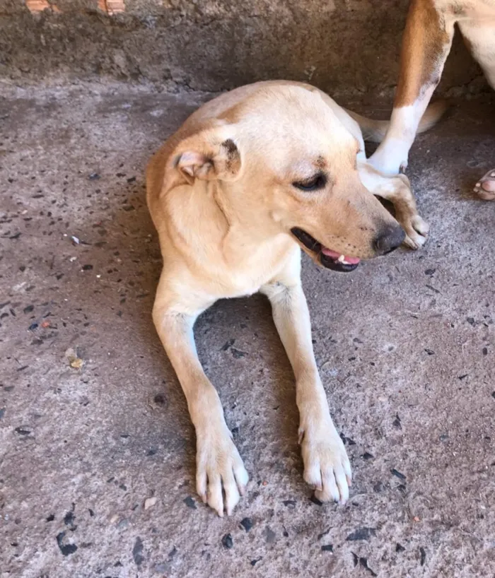 Cachorro ra a Vira Lata idade 7 a 11 meses nome Bela