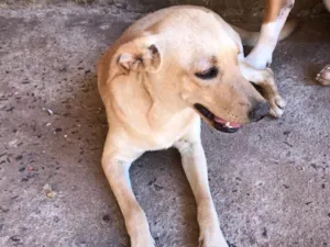 Cachorro raça Vira Lata idade 7 a 11 meses nome Bela