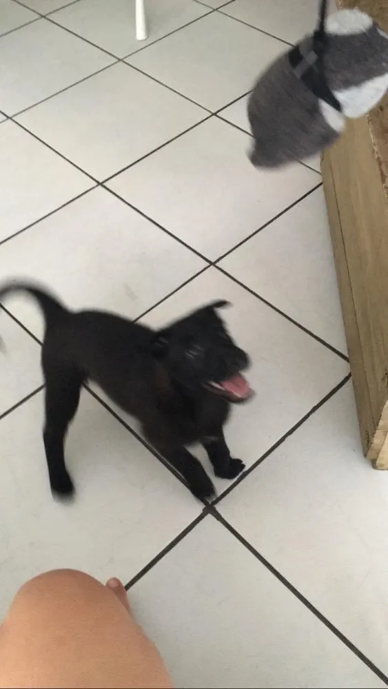 Cachorro ra a Pastor belga malinois com SRD idade Abaixo de 2 meses nome Luna