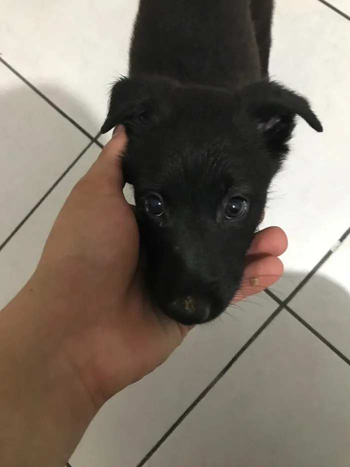 Cachorro ra a Pastor belga malinois com SRD idade Abaixo de 2 meses nome Luna