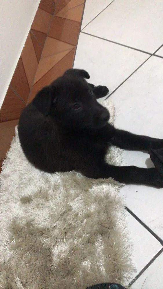 Cachorro ra a Pastor belga malinois com SRD idade Abaixo de 2 meses nome Luna