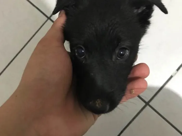 Cachorro ra a Pastor belga malinois com SRD idade Abaixo de 2 meses nome Luna