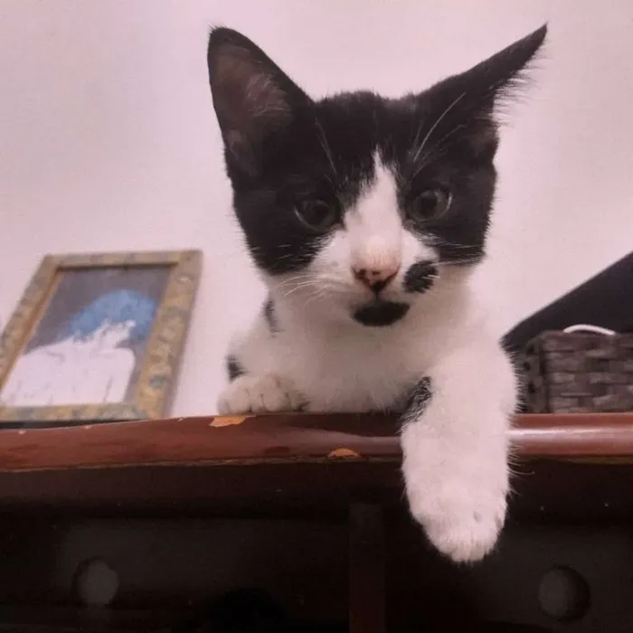Gato ra a  idade 2 a 6 meses nome Lisa, Bart e Homer