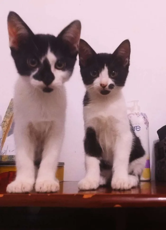 Gato ra a  idade 2 a 6 meses nome Lisa, Bart e Homer
