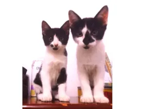 Gato raça  idade 2 a 6 meses nome Lisa, Bart e Homer