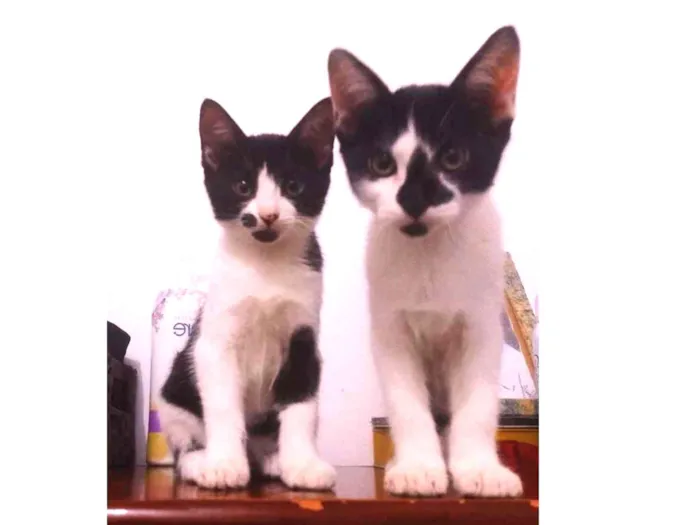 Gato ra a  idade 2 a 6 meses nome Lisa, Bart e Homer