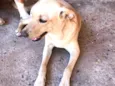 Bela