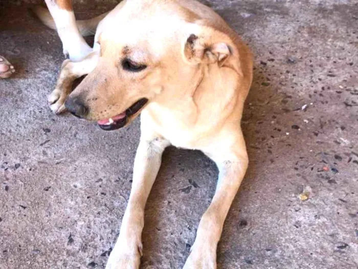 Cachorro ra a Vira Lata idade 7 a 11 meses nome Bela