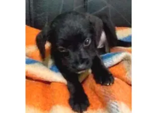 Cachorro raça vira lata  idade Abaixo de 2 meses nome Thor