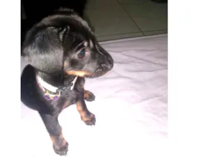 Cachorro raça Viralata idade Abaixo de 2 meses nome  Valentina