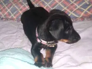 Cachorro raça Viralata idade Abaixo de 2 meses nome  Valentina