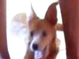 Cachorro ra a Indefinida idade 2 a 6 meses nome Lola