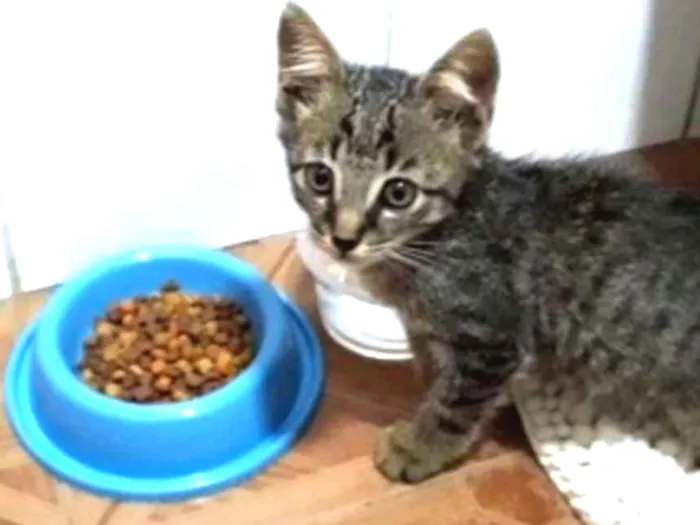 Gato ra a SRD idade Abaixo de 2 meses nome Aladdin