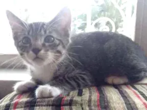 Gato raça SRD idade 2 a 6 meses nome Dora, Damião, João, 