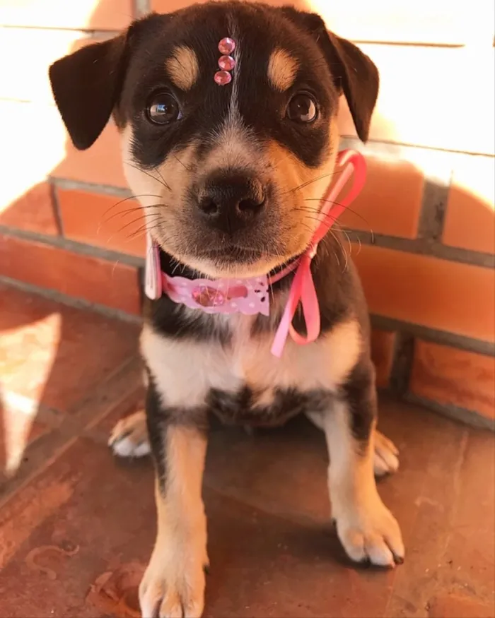 Cachorro ra a SEM RAÇA DEFINIDA  idade 2 a 6 meses nome BETINA