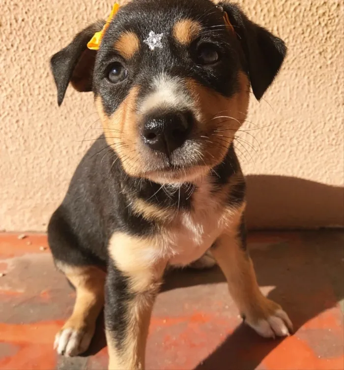 Cachorro ra a SEM RACA DEFINIDA  idade 2 a 6 meses nome EMÍLIA 