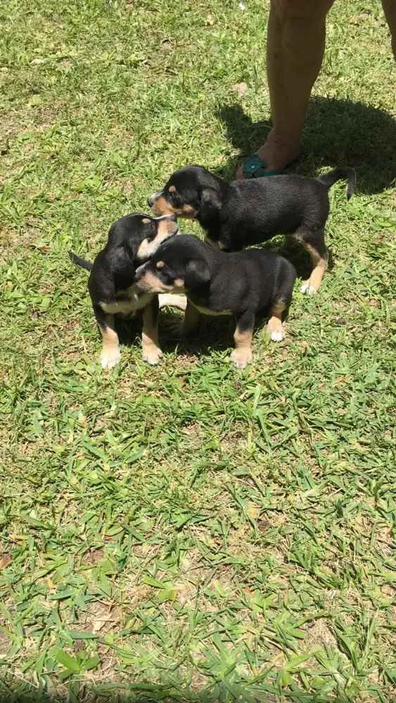 Cachorro ra a SEM RACA DEFINIDA idade 2 a 6 meses nome OLAVO