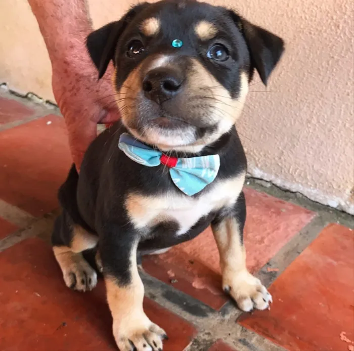 Cachorro ra a SEM RACA DEFINIDA idade 2 a 6 meses nome OLAVO