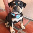 OLAVO