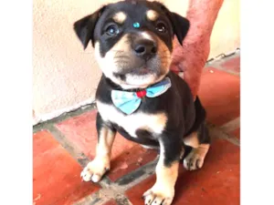 Cachorro raça SEM RACA DEFINIDA idade 2 a 6 meses nome OLAVO