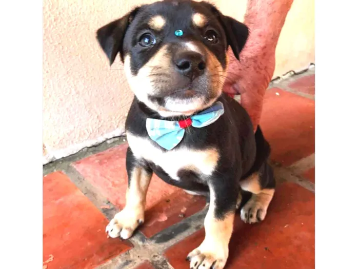 Cachorro ra a SEM RACA DEFINIDA idade 2 a 6 meses nome OLAVO