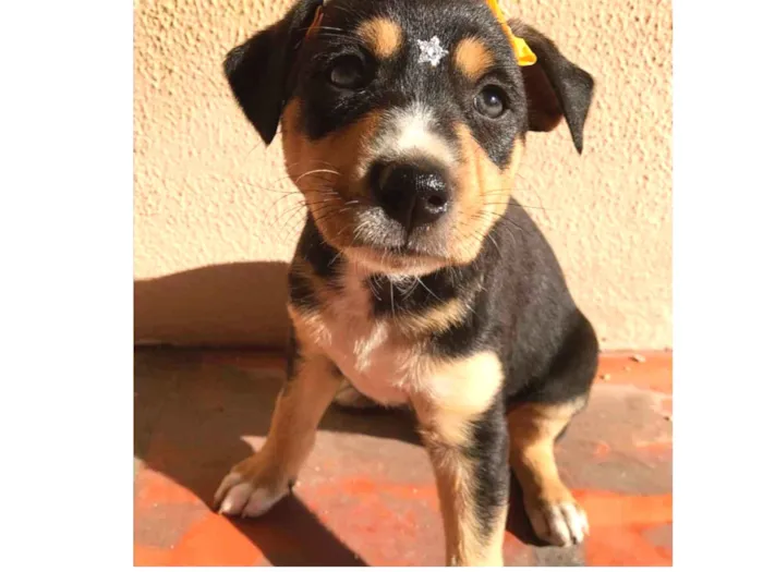 Cachorro ra a SEM RACA DEFINIDA  idade 2 a 6 meses nome EMÍLIA 
