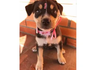 Cachorro raça SEM RAÇA DEFINIDA  idade 2 a 6 meses nome BETINA