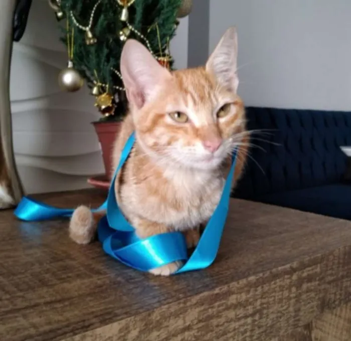 Gato raça sianes idade 2 a 6 meses nome Rico