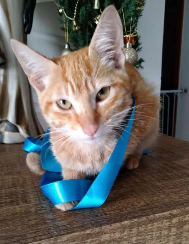 Gato raça sianes idade 2 a 6 meses nome Rico
