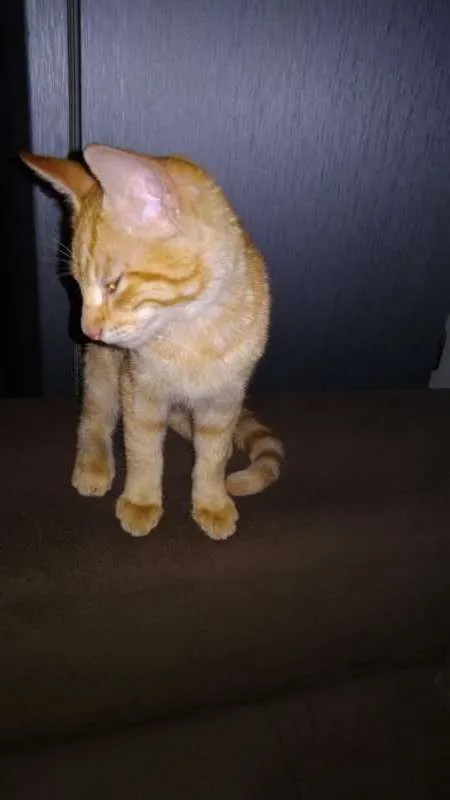 Gato raça sianes idade 2 a 6 meses nome Rico