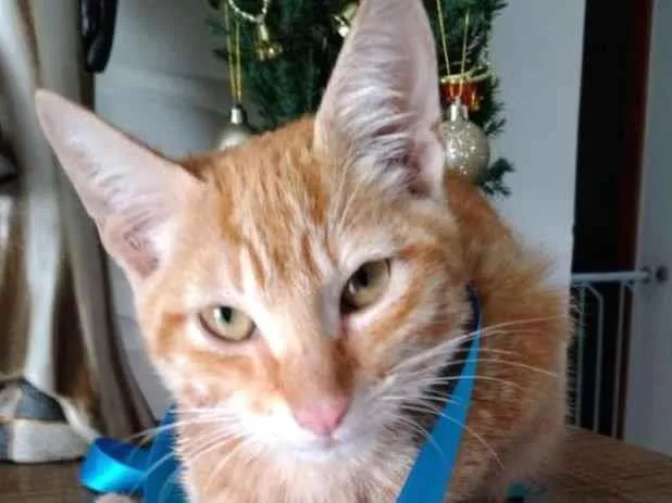 Gato raça sianes idade 2 a 6 meses nome Rico