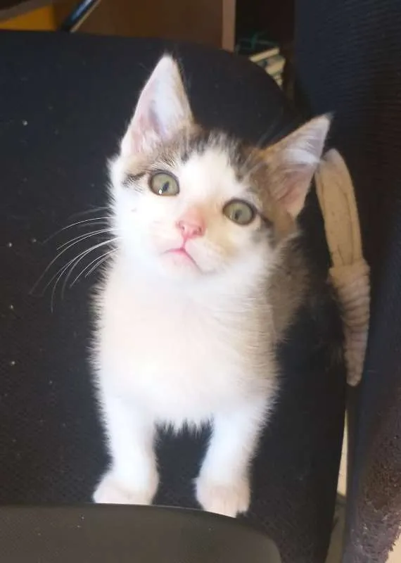 Gato ra a SRD idade 2 a 6 meses nome Favorito
