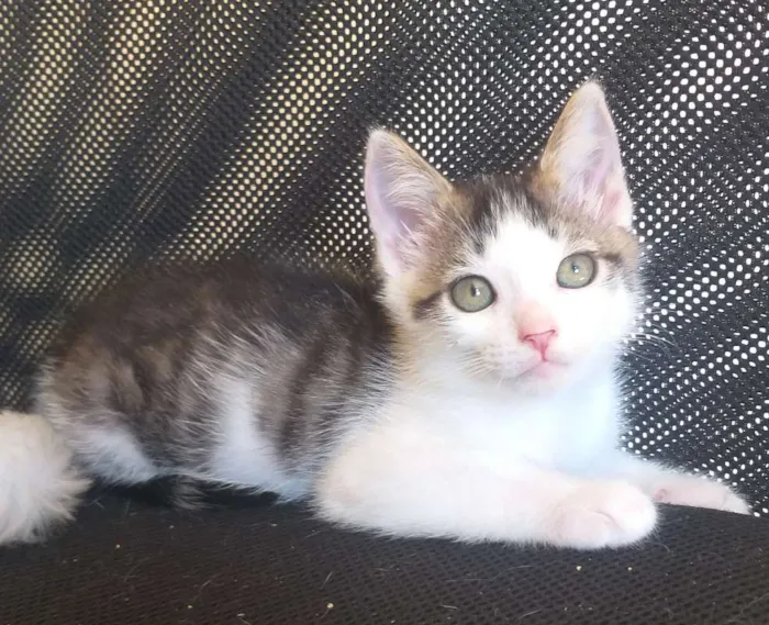 Gato ra a SRD idade 2 a 6 meses nome Favorito