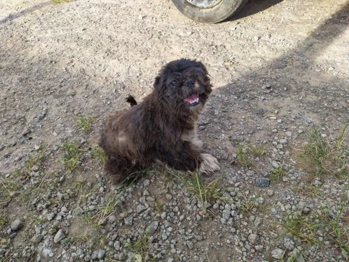 Cachorro ra a Shih Tzu  idade 3 anos nome Sem mome