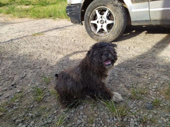 Cachorro ra a Shih Tzu  idade 3 anos nome Sem mome