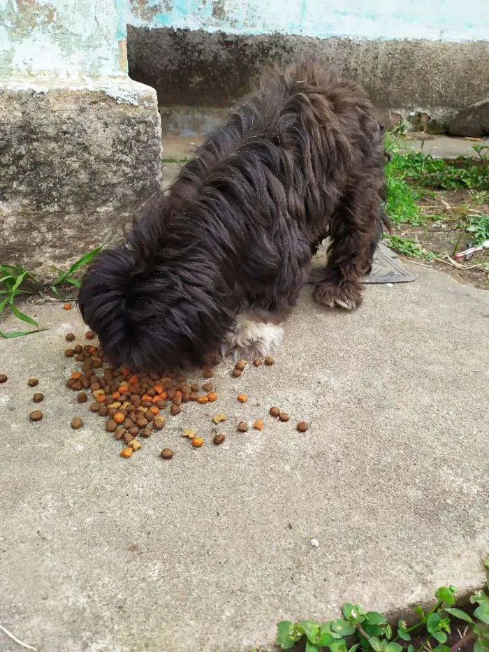 Cachorro ra a Shih Tzu  idade 3 anos nome Sem mome