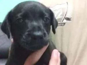 Cachorro raça vira lata  idade Abaixo de 2 meses nome Lino 