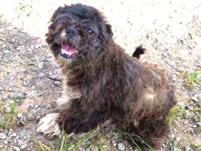Cachorro ra a Shih Tzu  idade 3 anos nome Sem mome