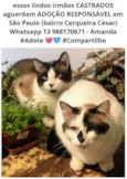 Lindos Irmãos